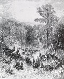 Les lapins, illustration des 